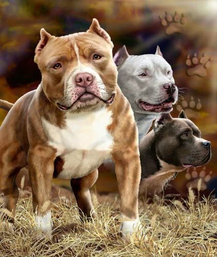 JPI - PITBULLS - Queen Blanket